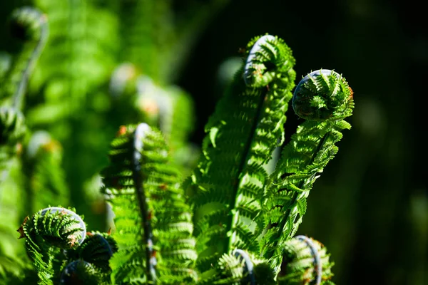 Grüne Farne Auf Grünem Hintergrund — Stockfoto