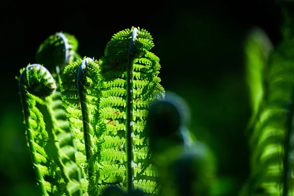 Helechos Verdes Sobre Fondo Verde — Foto de Stock