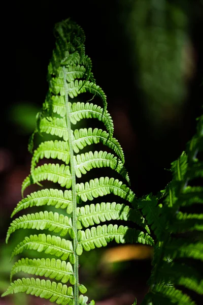 Samambaias Verdes Fundo Verde — Fotografia de Stock