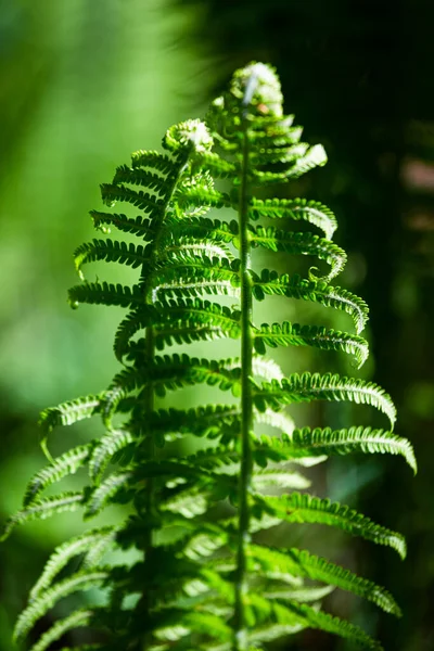 Helechos Verdes Sobre Fondo Verde —  Fotos de Stock