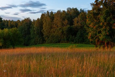 Yaz günbatımında yeşil orman ve tarla
