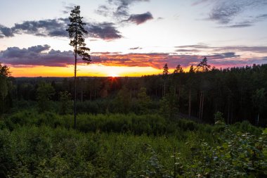 tarım buğday tarlası gün batımında