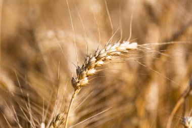 Olgun mısır gevrekleri ile buğday tarlası 