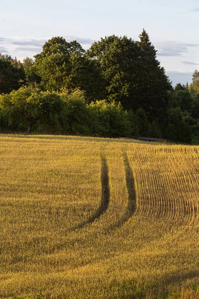 Landwirtschaftliches Feld Sommer — Stockfoto