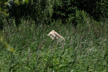 Yeşil çimenler doğada. Yakın.
