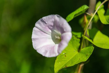 Yaz mevsiminde çayır çiçeği, kapat manzarayı