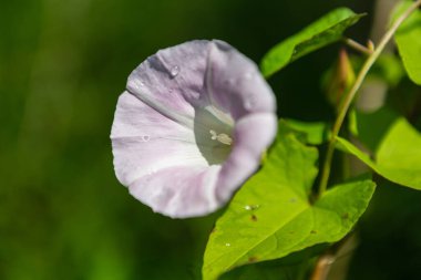 Yaz mevsiminde çayır çiçeği, kapat manzarayı