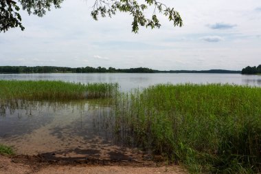 Yaz boyunca bitkilerle dolu nehir kıyısı