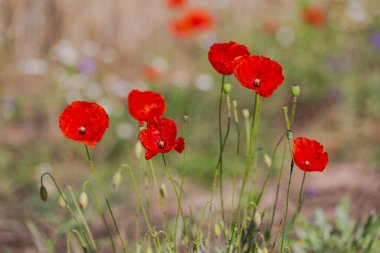 Güzel kırmızı gelincikler tarlada 