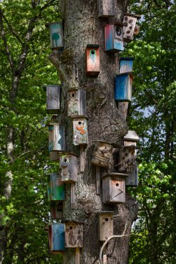 Ormandaki ağaç gövdesinde birçok kuş evi var.