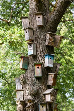 Ormandaki ağaç gövdesinde birçok kuş evi var.