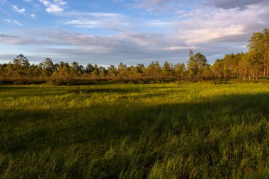 Yaz günbatımında yeşil orman ve tarla