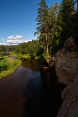 Sakin nehir kıyısındaki yeşil orman