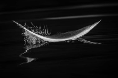 Kuşların su üzerindeki tüylerinin siyah beyaz görüntüsü