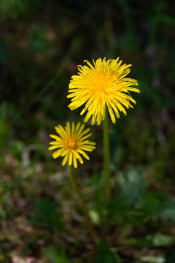 Yeşil çayırlarda yetişen sarı karahindibalar