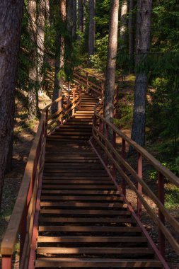 Ormanda ahşap merdivenler