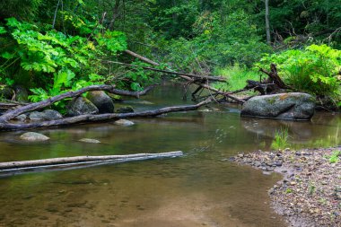 Taşlı ve kumlu küçük bir nehir.