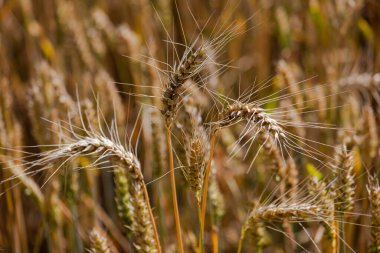 Yaz mevsiminde güzel buğday tarlaları
