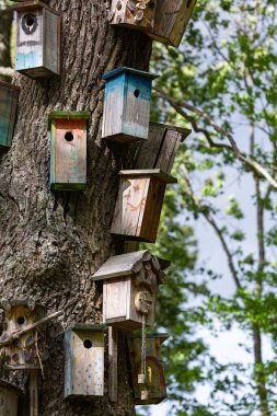 Ormandaki ağaç gövdesinde birçok kuş evi var.
