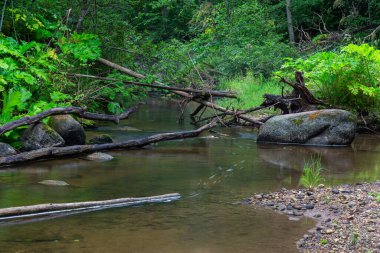 Taşlı ve kumlu küçük bir nehir.