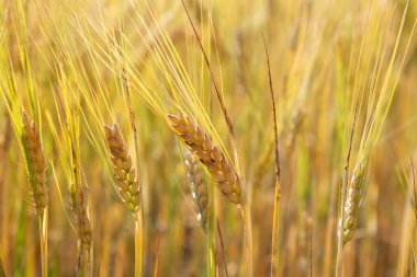 Olgun buğdaylı altın tarla