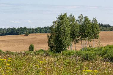 Ağaçlı ve yeşil çimenli yaz manzarası