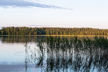 Göl suyundaki yeşil ormanın yansıması