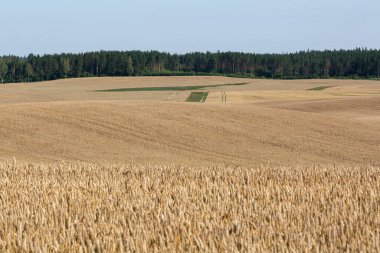 Olgun tarla altın buğdayla