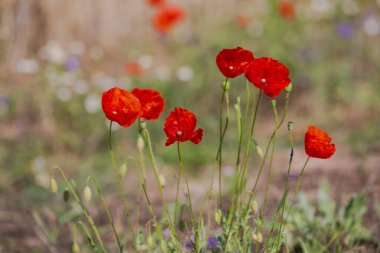 Güzel kırmızı gelincikler tarlada 