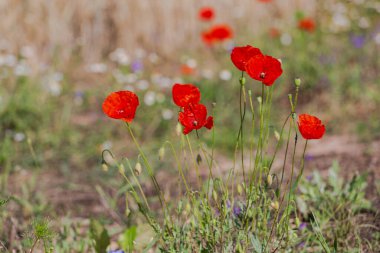 Güzel kırmızı gelincikler tarlada 