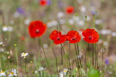 Kırmızıgelincikler diğer kır çiçekleriyle birlikte tarlada