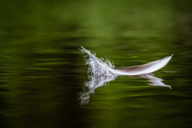 Kuşlar suda tüy ve yansımalar.