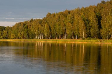Göl suyundaki yeşil ormanın yansıması