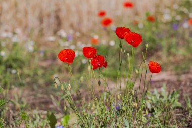 Güzel kırmızı gelincikler tarlada 