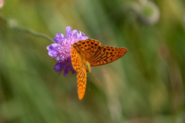 Çiçek açan açık kahverengi kelebek