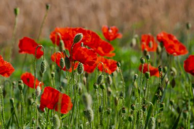 Güzel kırmızı gelincikler tarlada 