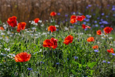 Kırmızıgelincikler diğer kır çiçekleriyle birlikte tarlada