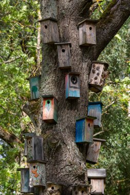 Ormandaki ağaç gövdesinde birçok kuş evi var.