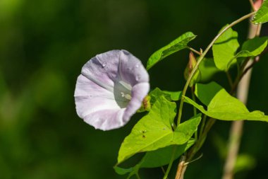 Yaz mevsiminde çayır çiçeği, kapat manzarayı