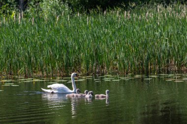Yeşil gölde yavruları olan beyaz kuğu