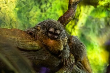 Ağaç dalında şirin cüce maymun.