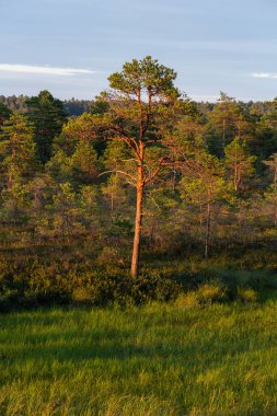 Sıcak yaz akşamında gölgeli çam ormanı
