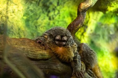 Ağaç dalında şirin cüce maymun.