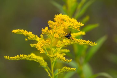 Yaz yabani çayır çiçekleri, kapatın manzarayı