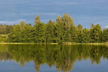 Sakin göl kenarındaki yeşil çam ormanı