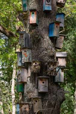 Ormandaki ağaç gövdesinde birçok kuş evi var.