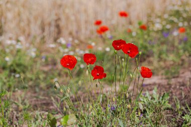 Güzel kırmızı gelincikler tarlada 