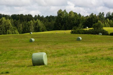 Tarlada saman ruloları, hasat