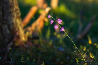 Yaz mevsiminde mor çayır çiçekleri