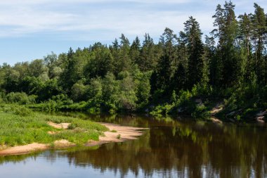 Sakin nehrin kıyısındaki yeşil orman